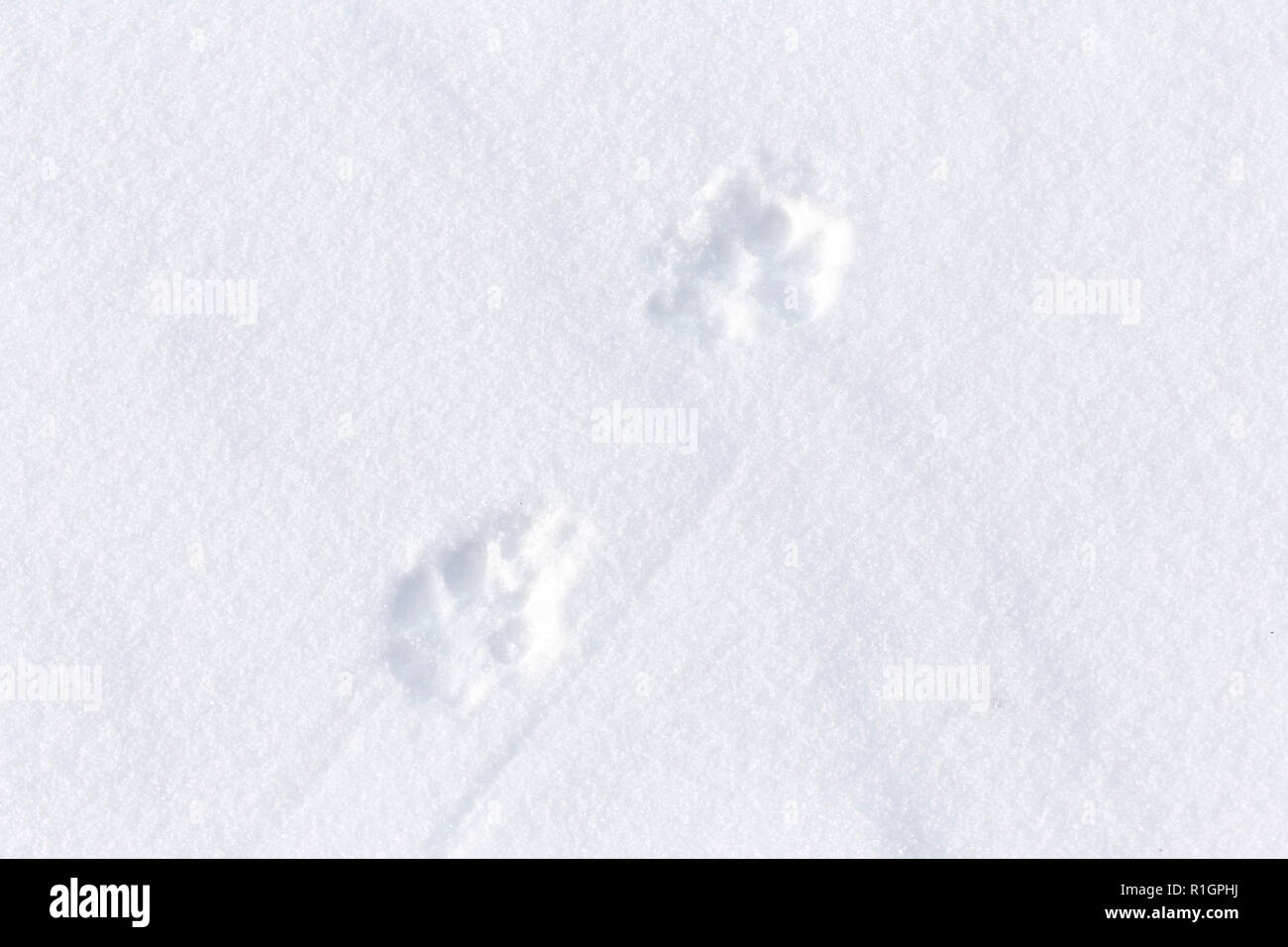 42,748.08685 Nahaufnahme von 2 coyote Titel diagonal überqueren in frischem Schnee glatt Stockfoto