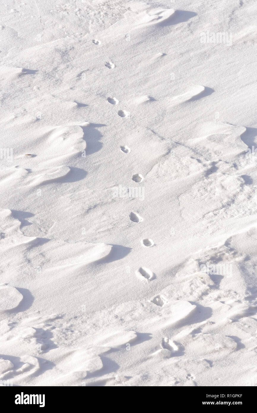 42,748.08781 in der Nähe von Coyote Titel crossing Wandern in frischer Schnee Stockfoto