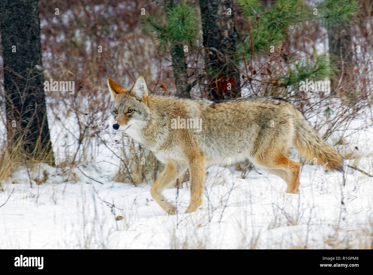 42,751.09127 Nahaufnahme eines Alert nach Coyote gehen auf eine Spur im Schnee verschneiten Wald Bürste unter Bäumen im Wald Stockfoto