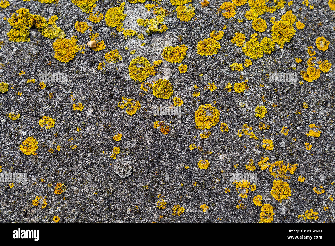 Gelbe Krustenflechten wachsen auf Betongrund Stockfoto