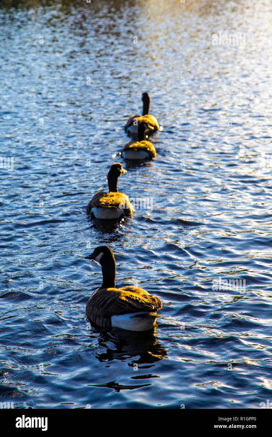Eine Reihe von vier Gänsen schwimmen im See, Victoria Park, London, Großbritannien Stockfoto