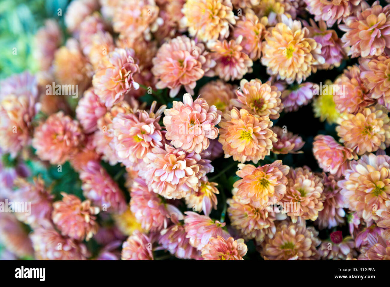 Peach Pink kleine Blumen Hintergrund Stockfoto