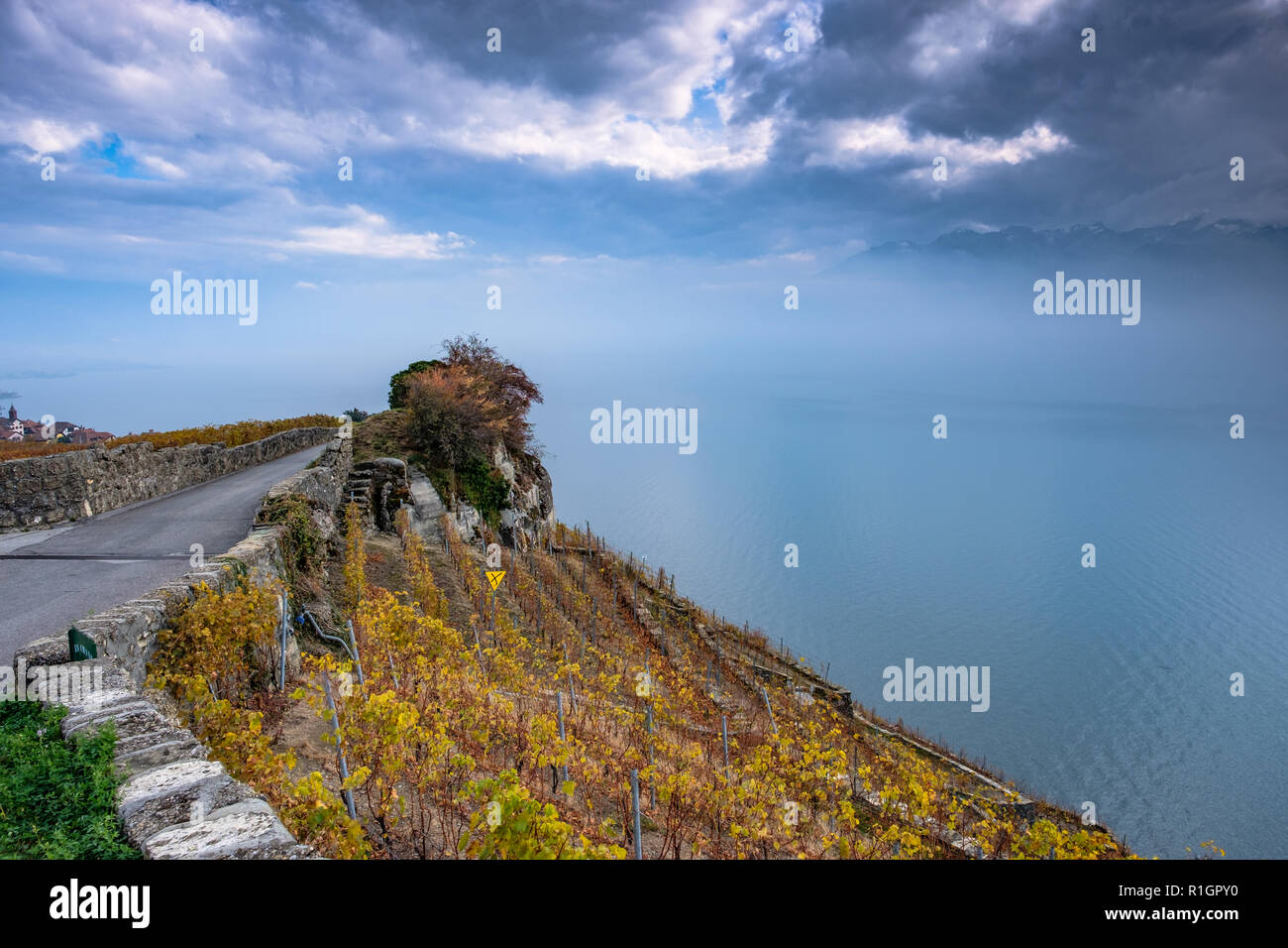 Schöne Herbstfarben auf den Terrassen der Weinberge des Lavaux in der Schweiz und in Nebel und dunkle bedrohliche Wolken über den Genfer See. Stockfoto