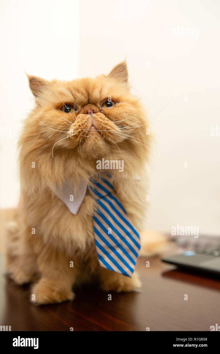 Foto von exotischen Katze mit gestreifter Krawatte auf leeren Hintergrund Stockfoto