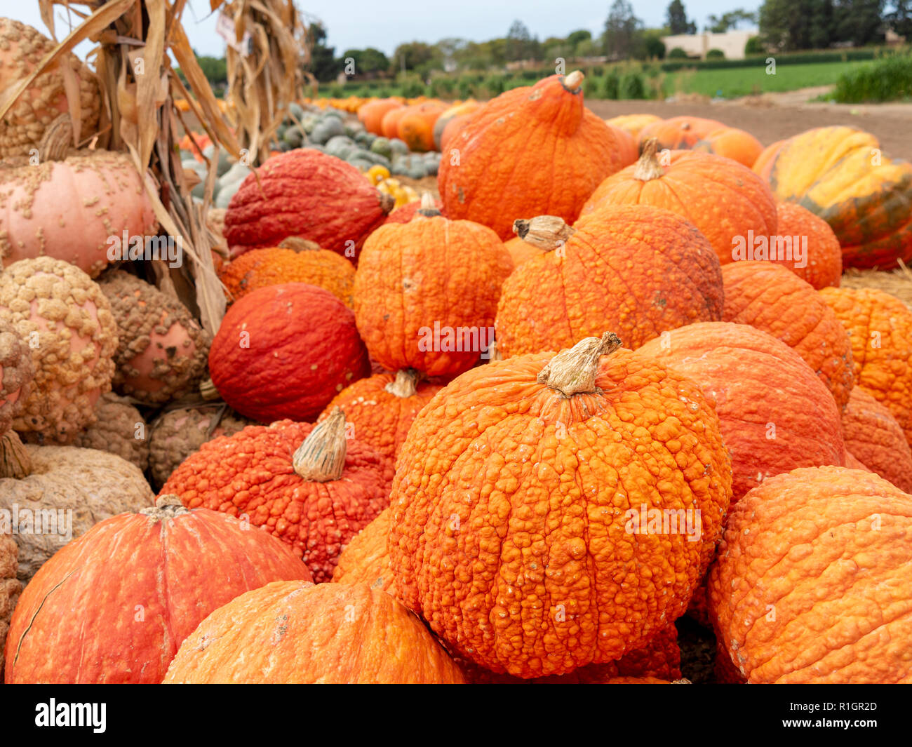 Stapel von orange Kürbis Kürbisse Herbst Ernte Stockfoto