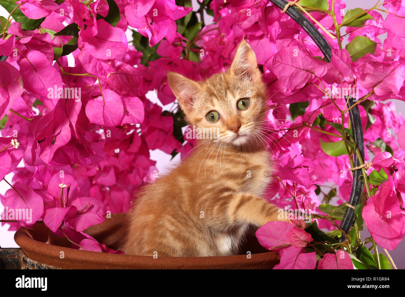 Kätzchen, 2 Monate alt, sitzt in einem Blumentopf zwischen blühenden Bougainvillea Stockfoto