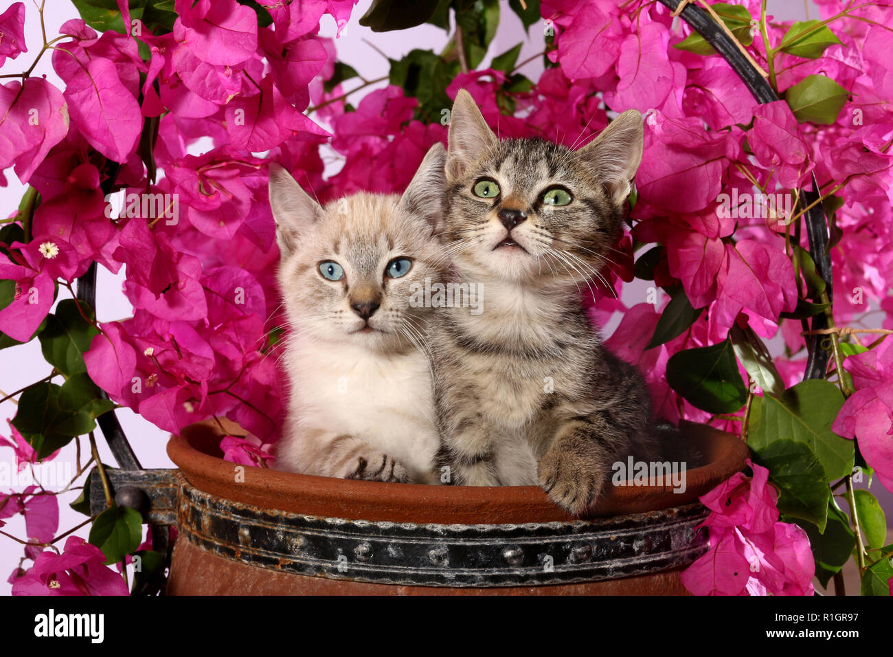 Zwei Kätzchen, 3 Monate alt, Seal Point tabby und Black tabby, in einem Blumentopf sitzen mit blühenden Bougainvillea Stockfoto