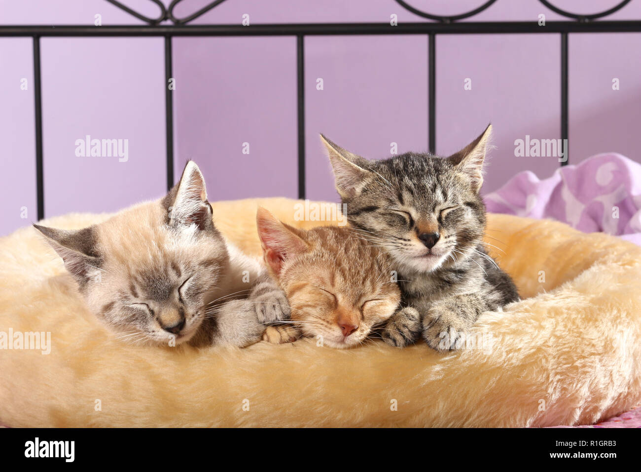 3 Kätzchen, 9 Wochen alt, Seal Tabby Point, rot gestromt und schwarz gestromt, Schlafen Stockfoto