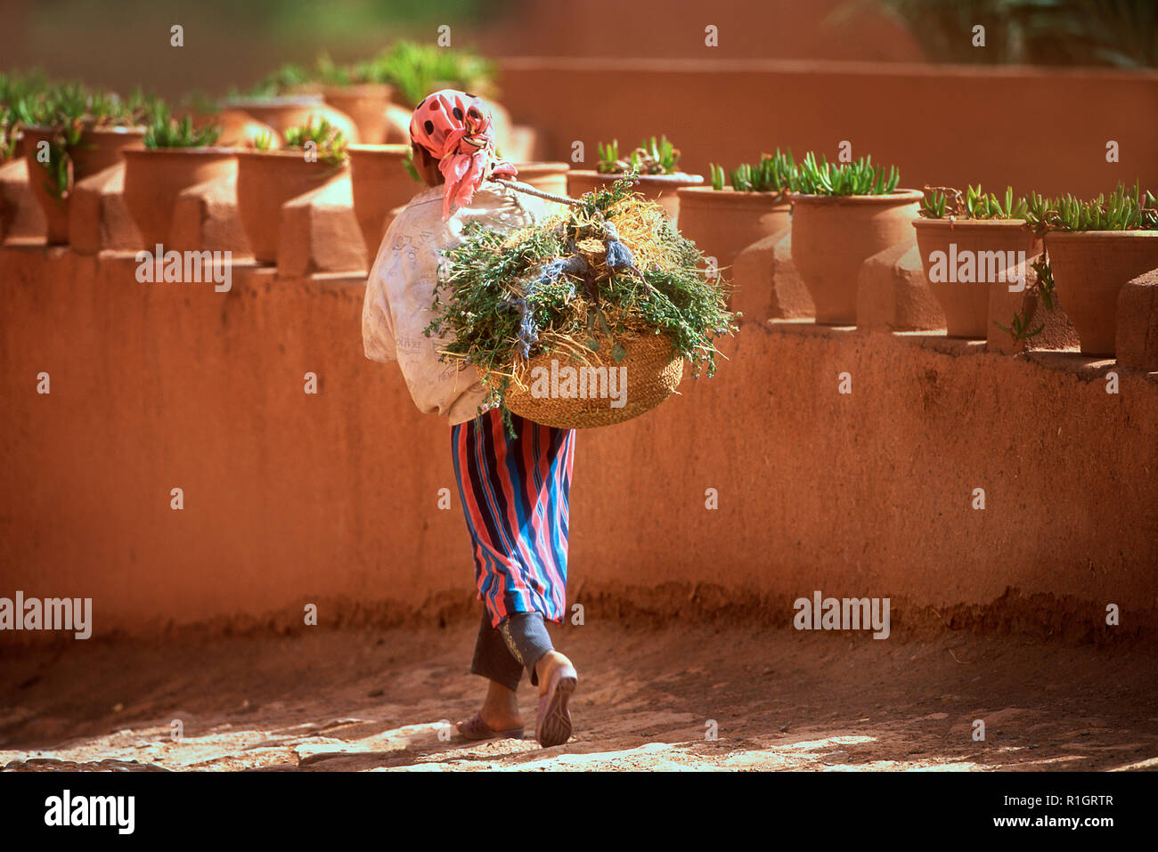 Eine Frau ist, die Pflanzen auf dem Rücken in einem Container. Stockfoto