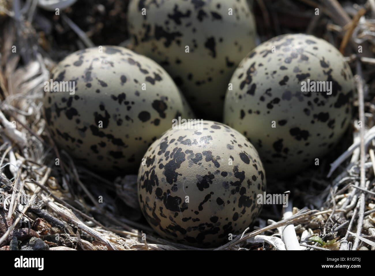 Vier Semipalmated Plover (Charadrius semipalmatus) Eier in ein Nest von Zweigen in der Nähe von Arviat, Nunavut, Kanada umgeben Stockfoto