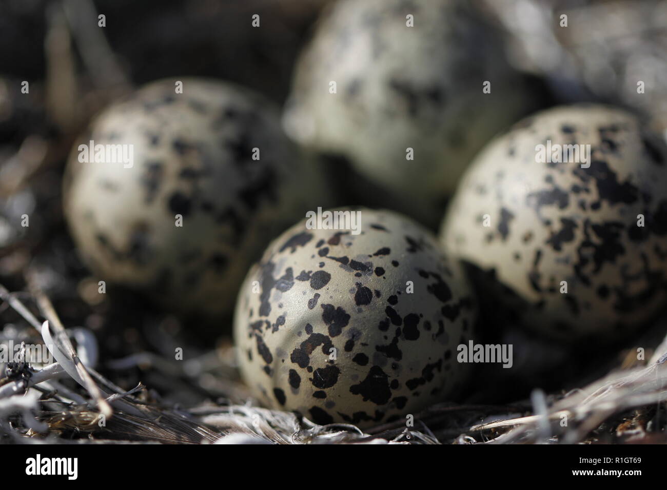 Vier Semipalmated Plover (Charadrius semipalmatus) Eier in ein Nest von Zweigen in der Nähe von Arviat, Nunavut, Kanada umgeben Stockfoto