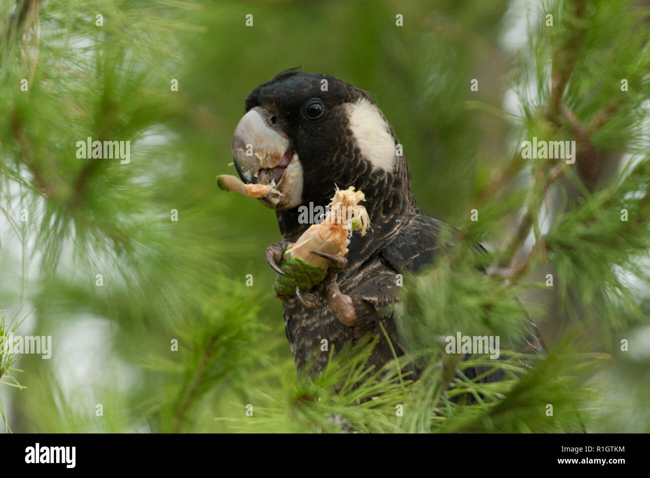 Kurz angebundene Kakadu Kopf geschossen in Pine Tree Holding und essen Pine Cone Avon Valley western Australia Australien Stockfoto