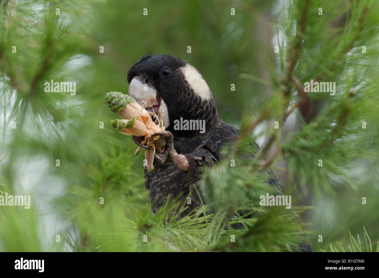 Kurz angebundene Kakadu Kopf geschossen in Pine Tree Holding und essen Pine Cone Avon Valley western Australia Australien Stockfoto