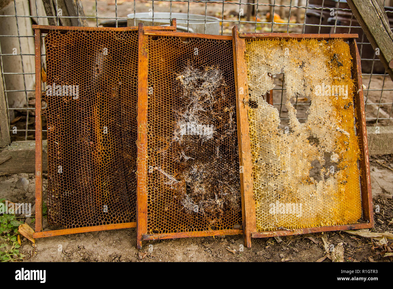 Gekeult alte Brut frame von Honey Bee Hive mit Wachs motte Tunnel und Gurtband. Die Bienenzucht. Stockfoto