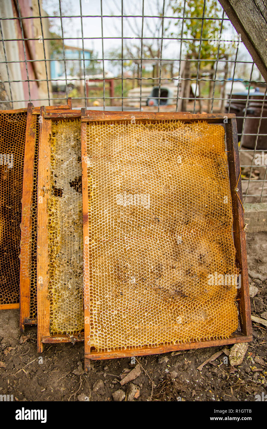 Gekeult alte Brut frame von Honey Bee Hive mit Wachs motte Tunnel und Gurtband. Die Bienenzucht. Stockfoto