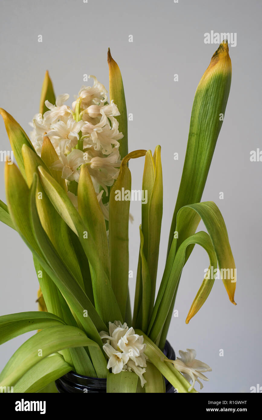 Blüten und Blätter Browning und Sterben in einer Vase auf einem hellen Hintergrund Close-up Stockfoto