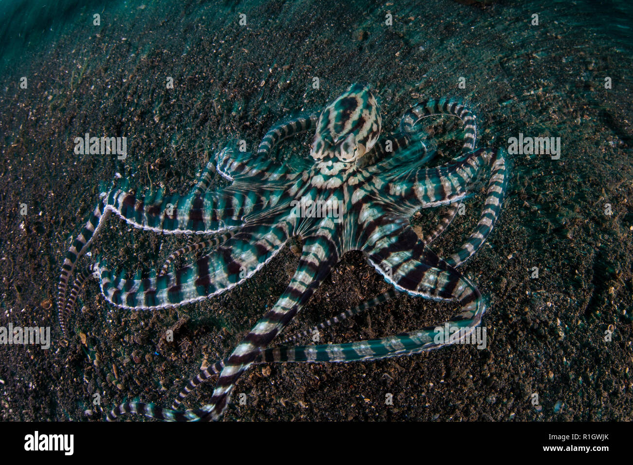 Ein Mimic Octopus, Thaumoctopus mimicus, kriecht über den Meeresboden von Lembeh Strait, Indonesien. Diese seltene kopffüßern können andere Arten nachahmen. Stockfoto