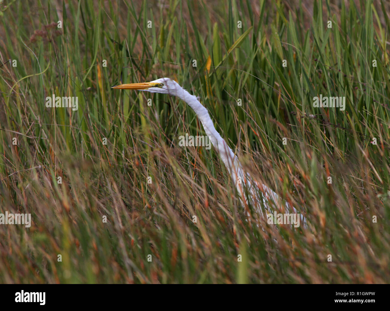 Ein Silberreiher Jagd in sahen Gras in einer South Florida Sumpflandschaft. Stockfoto