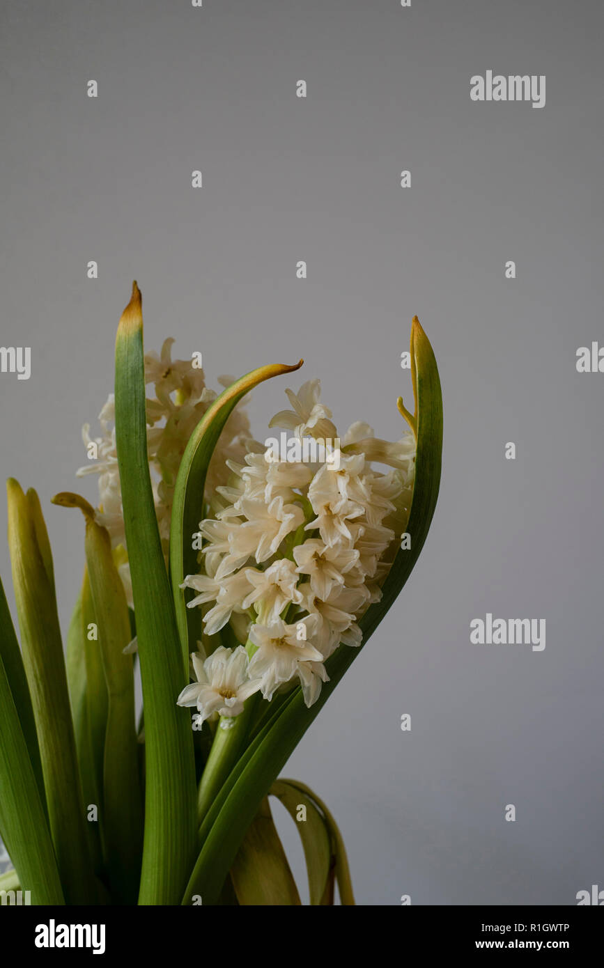 Trostlos welke Blumen closeup mit Browning Blätter auf einem hellen Hintergrund Stockfoto