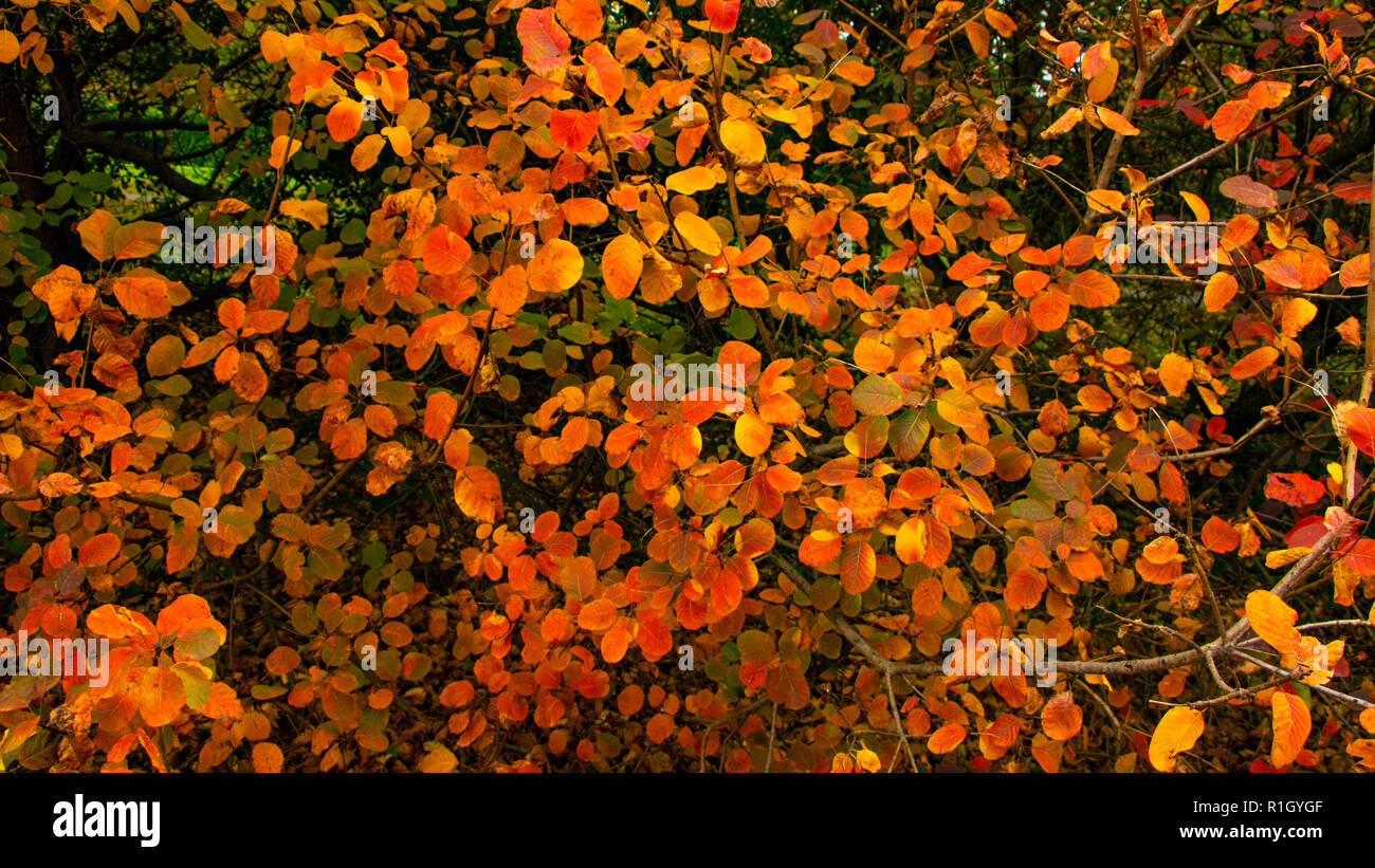 Blätter im Herbst in Milano Stockfoto