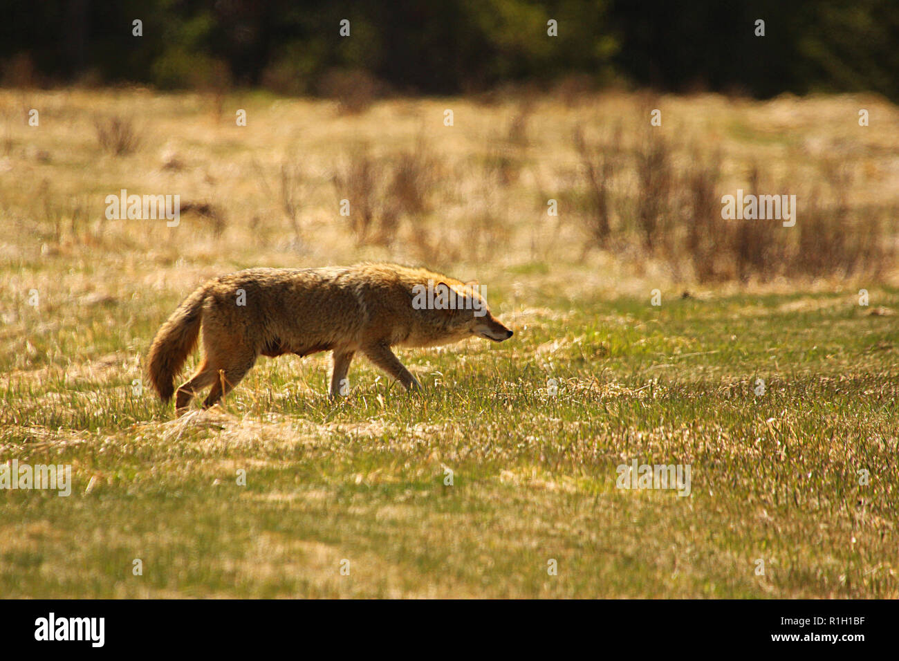 Coyote auf der Pirsch auf der Suche nach einer Mahlzeit Stockfoto