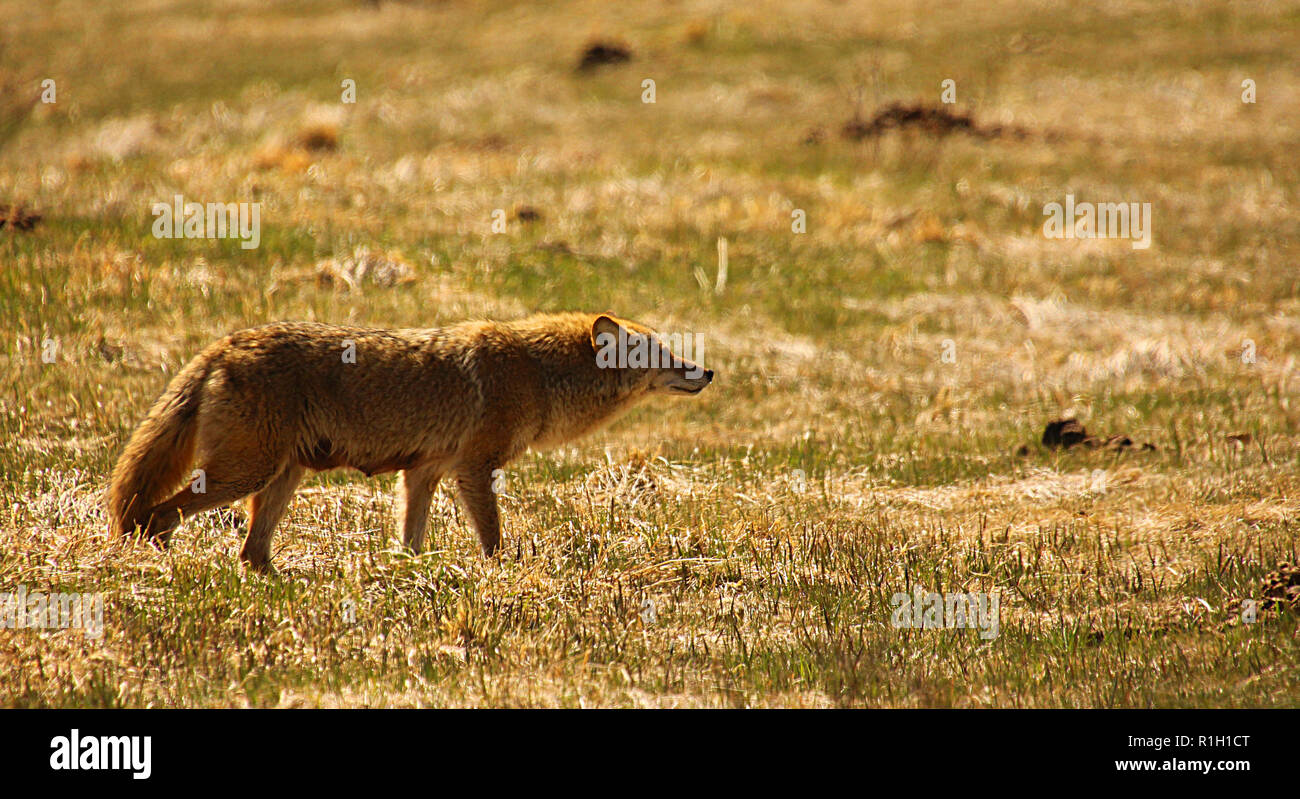 Coyote auf der Pirsch auf der Suche nach einer Mahlzeit Stockfoto