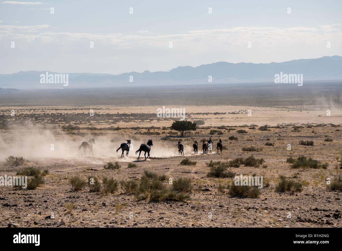 Running Wild Pferde Stockfoto