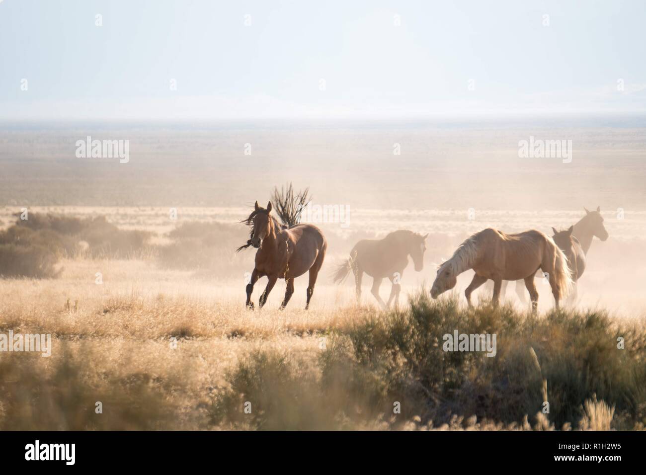 Wild Horse Kampf Stockfoto