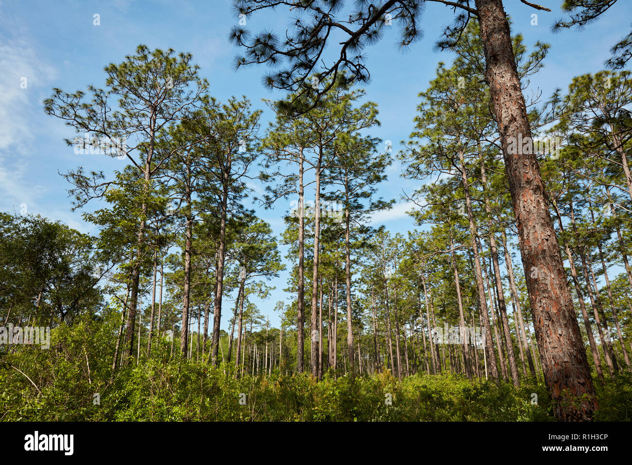 Longleaf Pinien in Schilf Bingham State Park, Adel, Georgia Stockfoto