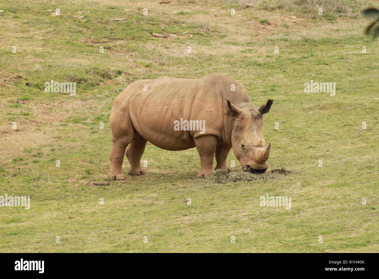 Südliches Breitmaulnashorn auf der North Carolina Zoo Stockfoto