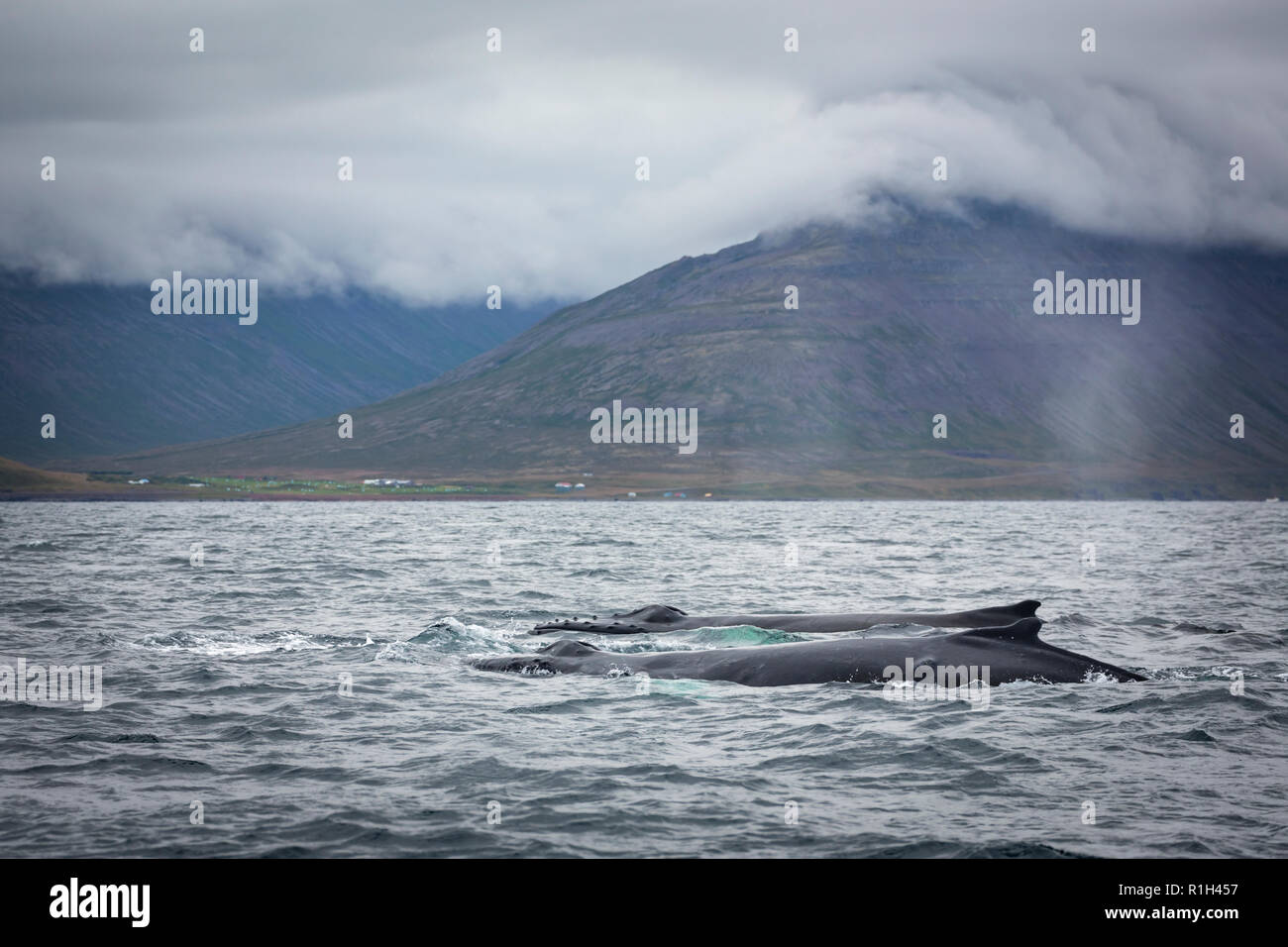 Buckelwale der isländischen Küste Stockfoto