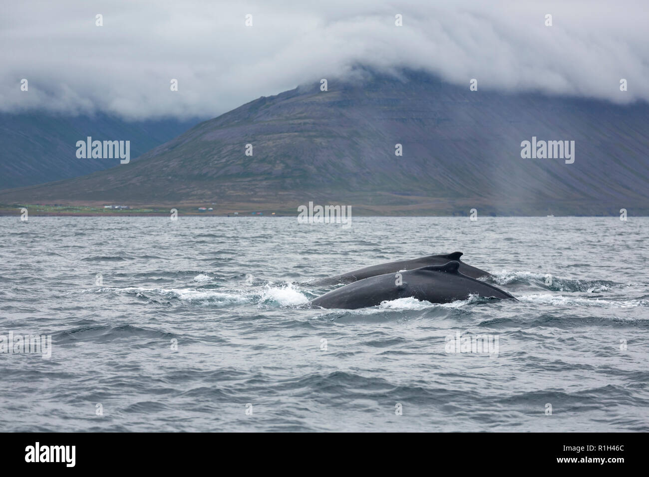 Buckelwale der isländischen Küste Stockfoto