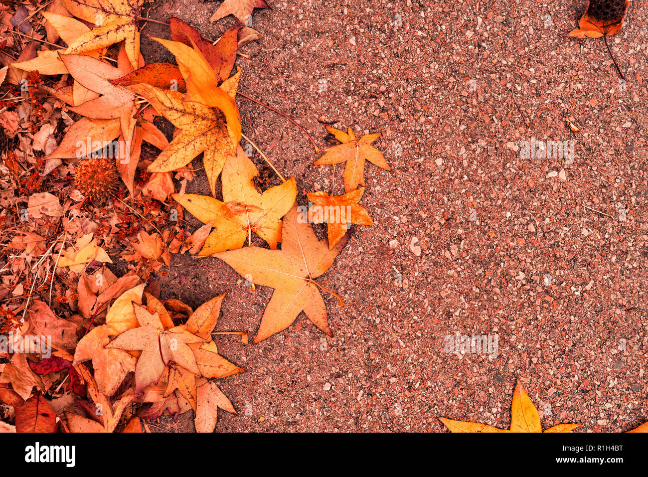 Bunte japanische Ahorn herbstliches Laub auf dem Boden als Organische natürliche Maserung Muster Stockfoto