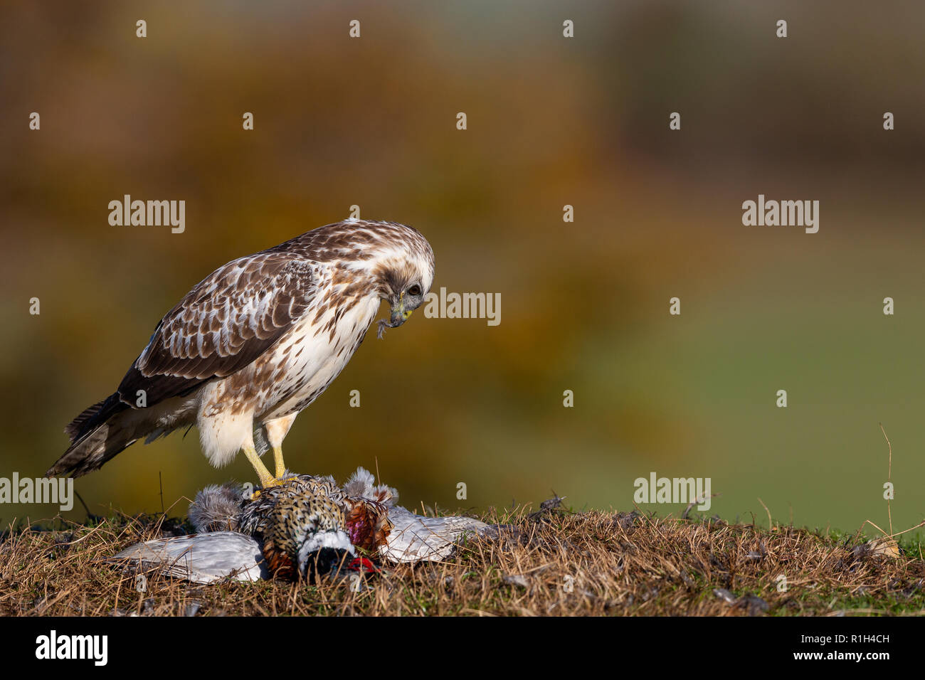 Bussarde Stockfoto