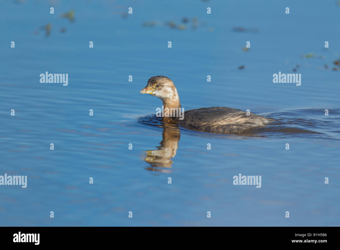 Pied – abgerechnet Grebe (Podilymbus Podiceps) Stockfoto