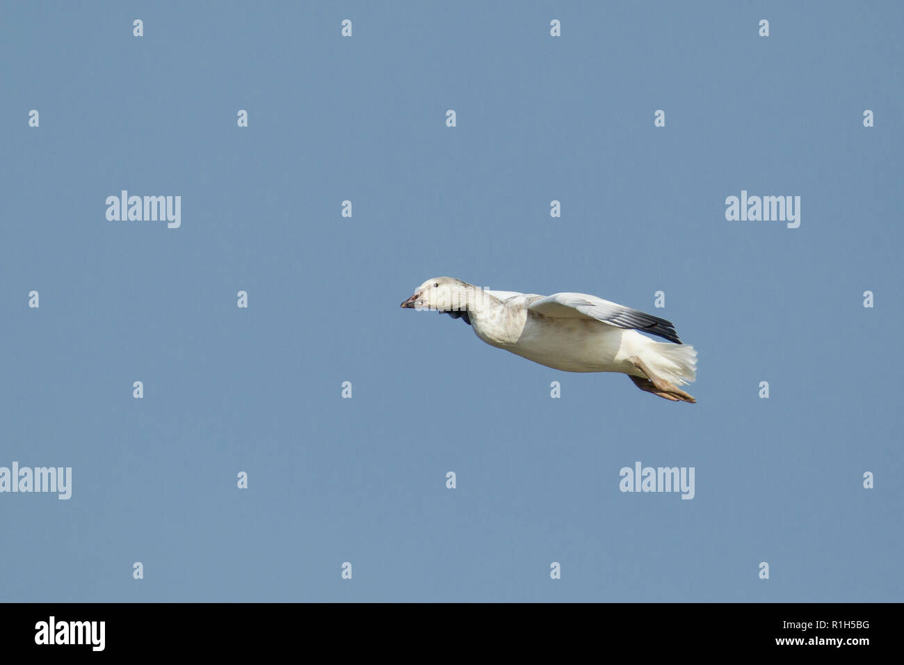 Schneegans (Anser Caerulescens) im Flug Stockfoto
