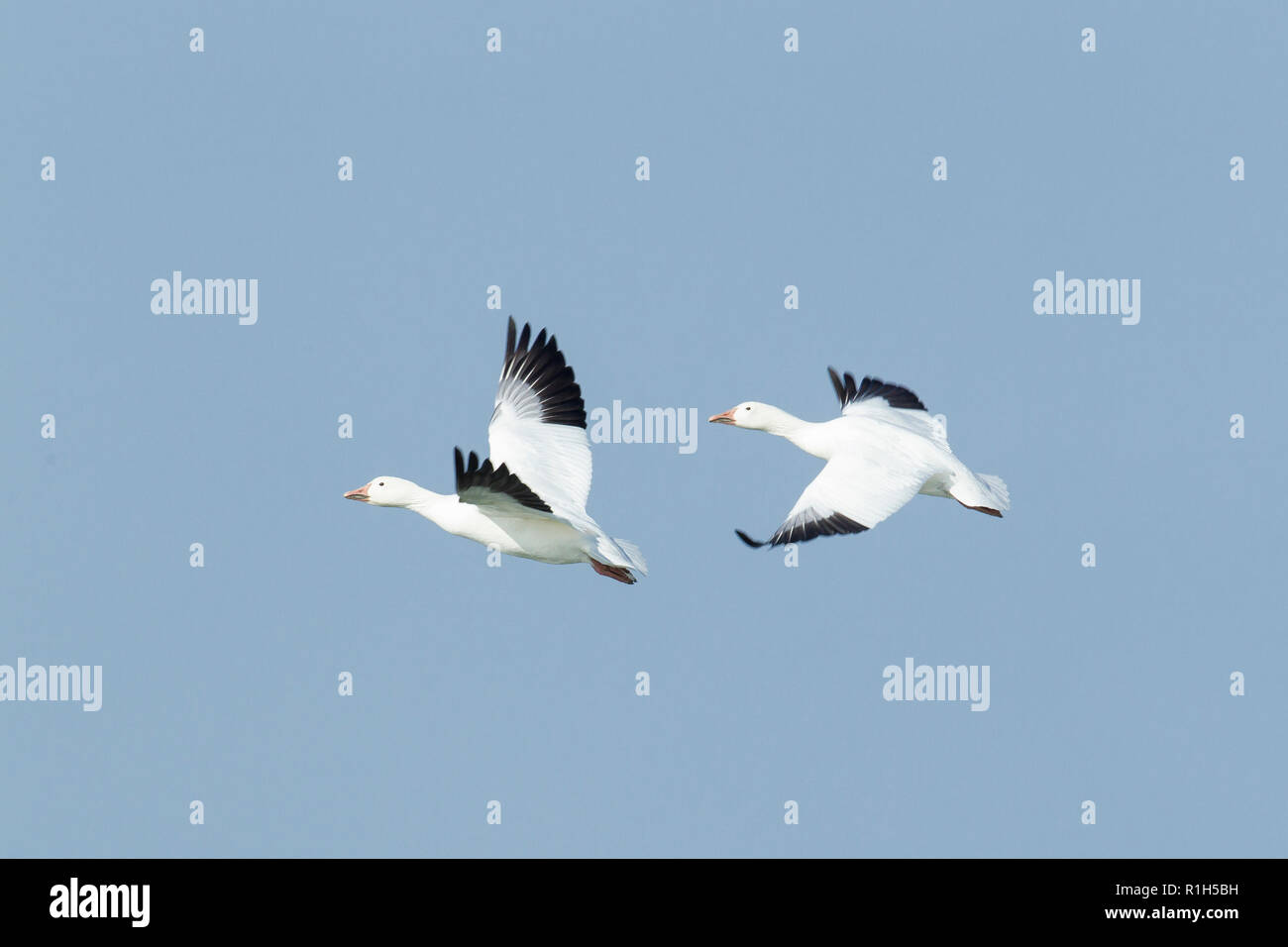 Schnee Gänse (Anser Caerulescens) im Flug Stockfoto