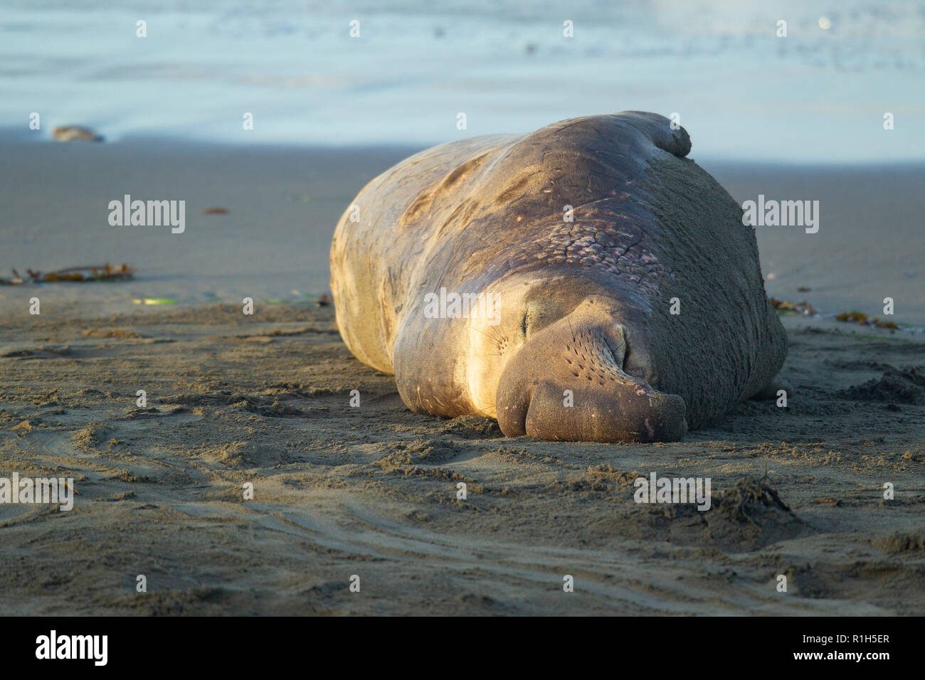 Nördliche See-Elefant (Mirounga leonina angustirostris). Auch als See Elefanten bekannt. Stockfoto