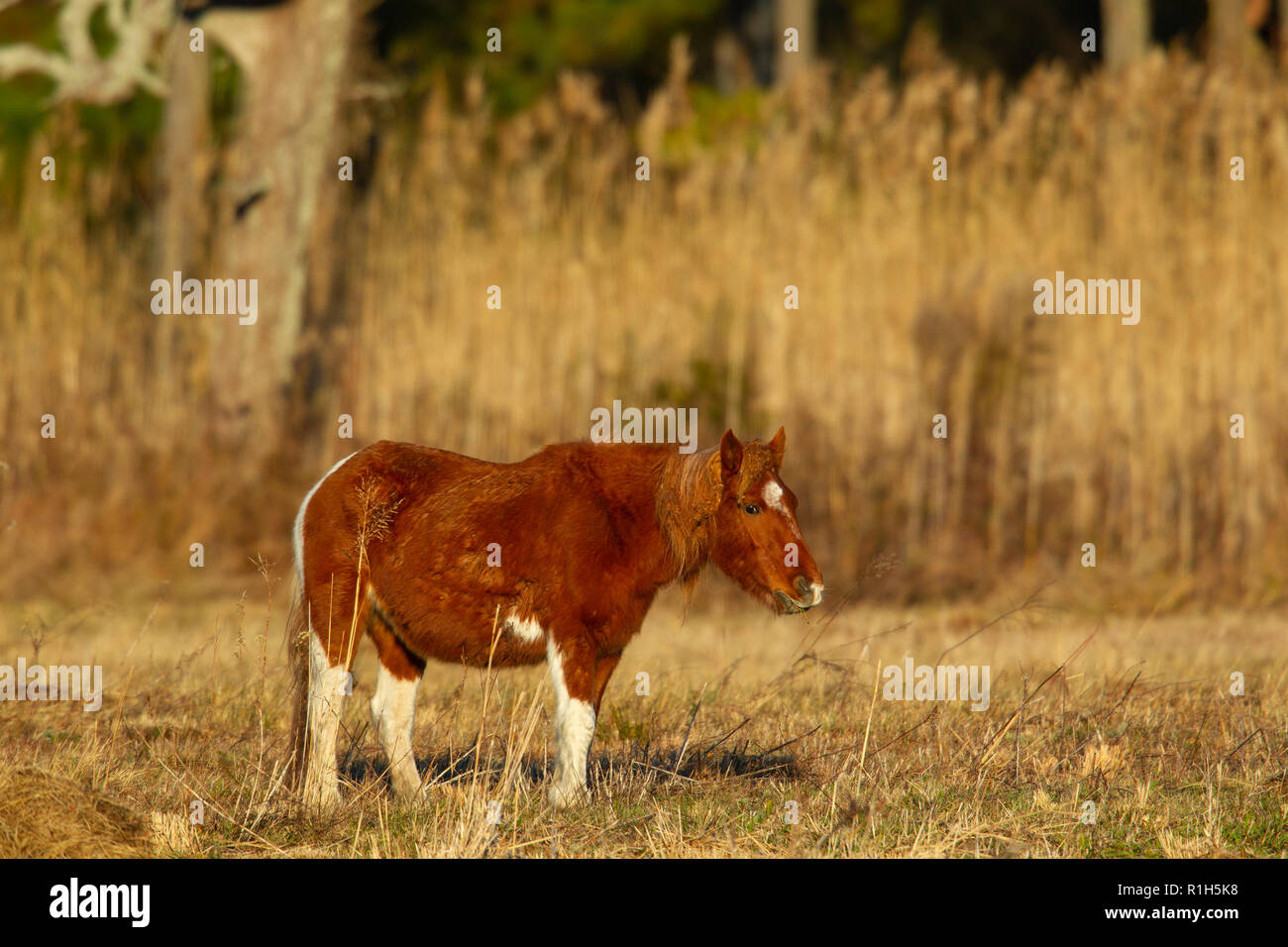 Chincoteague pony (Equus ferus Caballus) Stockfoto