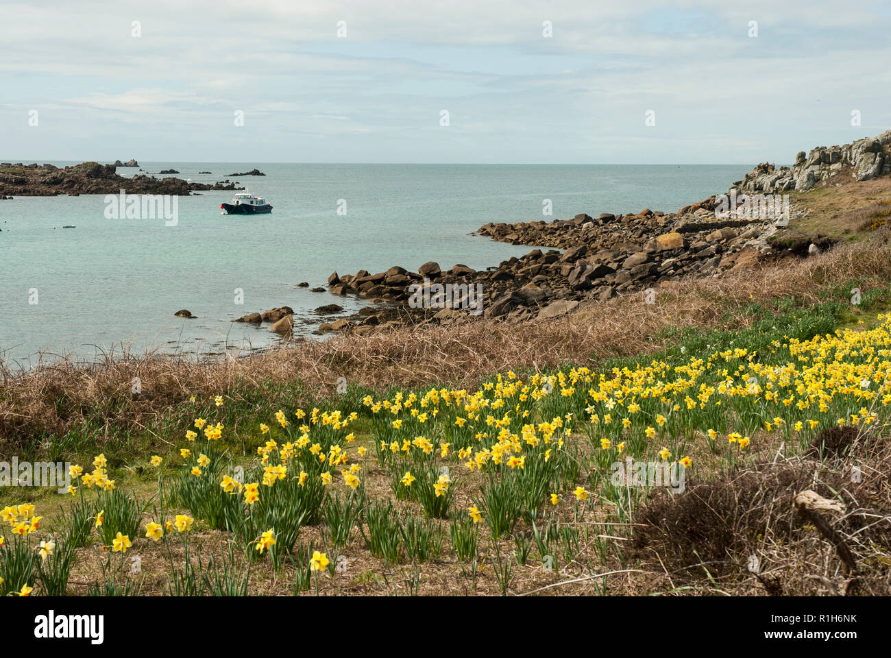Gugh Insel im Frühjahr mit einem Landstrich der hellen eingebürgerte Narzissen im Vordergrund und die Küste und das Meer auf dich Hintergrund an einem sonnigen Frühlingstag. Stockfoto