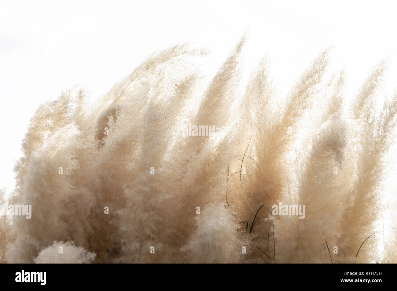 Abstrakte natürlichen Hintergrund von weichen Pflanzen (Cortaderia selloana) bewegen sich in den Wind. Helles, klares Bild der Pflanzen ähnlich Staubtücher zu Feder. Stockfoto