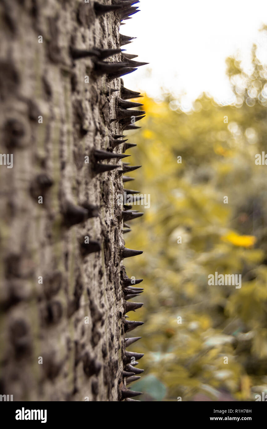 Zusammenfassung Hintergrund von einem Baumstamm mit Spikes (Ceiba speciosa). Methode der Verteidigung eines Baumes. Natürliche Szene mit herbste Farben und blur Effekt. Stockfoto