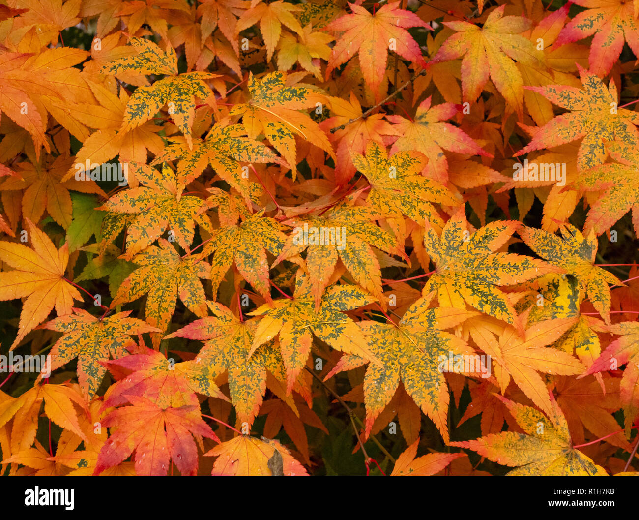 Herbst Farbe in japanischen Ahorn Acer palmatum Blätter - Teil des Britischen Nationalen acer Kollektion in Westonbirt Arboretum in Gloucestershire Stockfoto