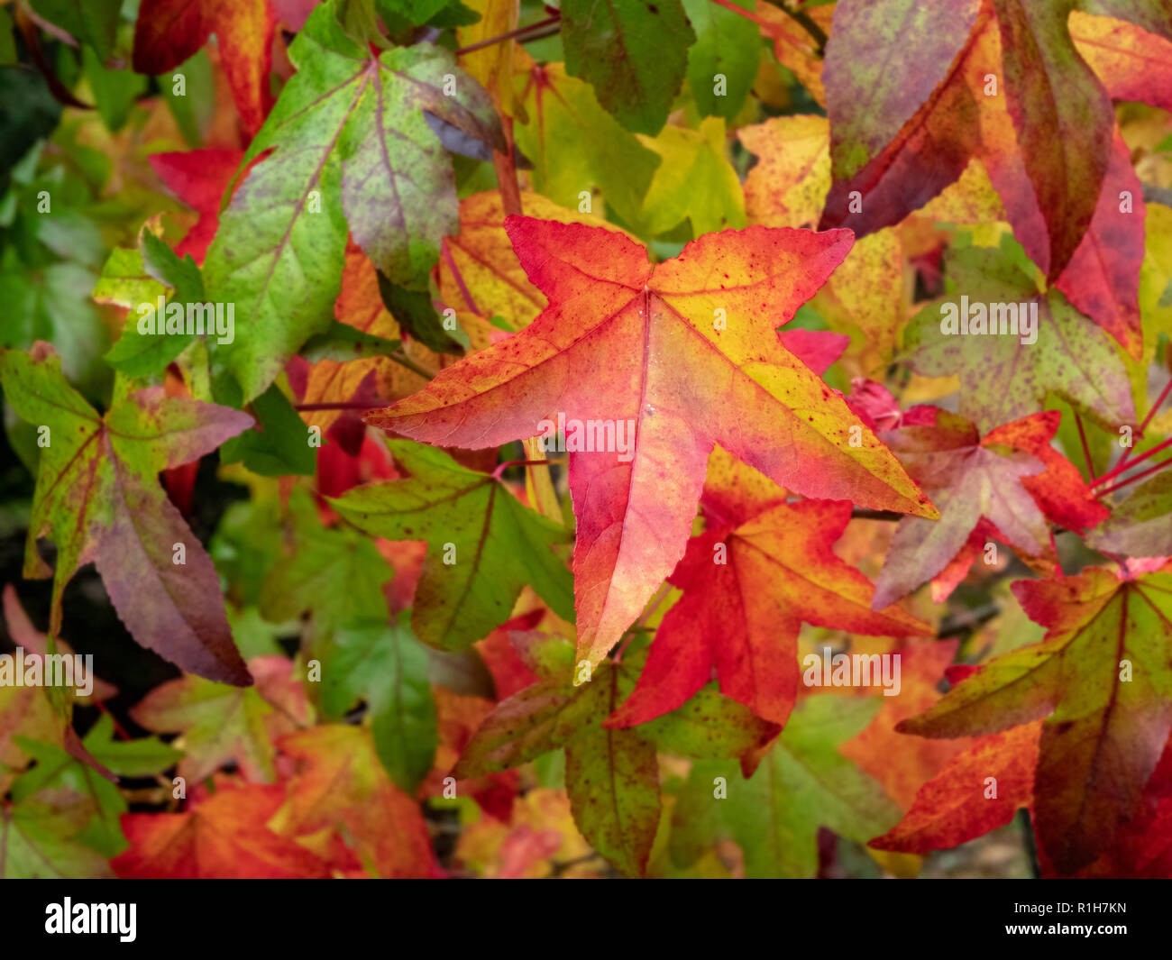 Liquidamber styraciflua Blätter in Westonbirt Arboretum in Gloucestershire UK zeigen Spektrum der Farbe ändern im Herbst Stockfoto