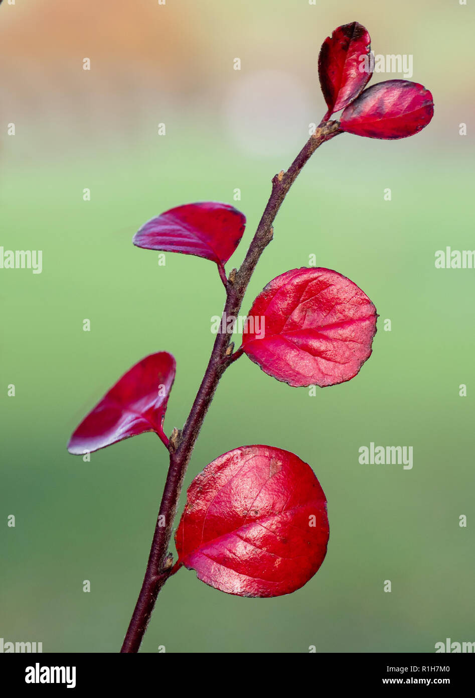 Terminal Blätter eines einzelnen Stamm von fischgräten Cotoneaster horizontalis C im späten Herbst-UK Stockfoto