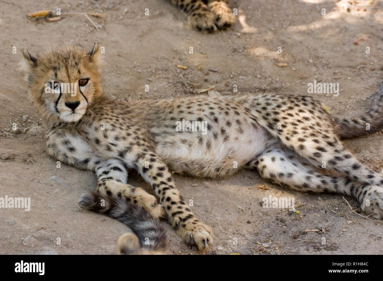 Cheetah Cubs, Acinonyx jubatus, Stockfoto