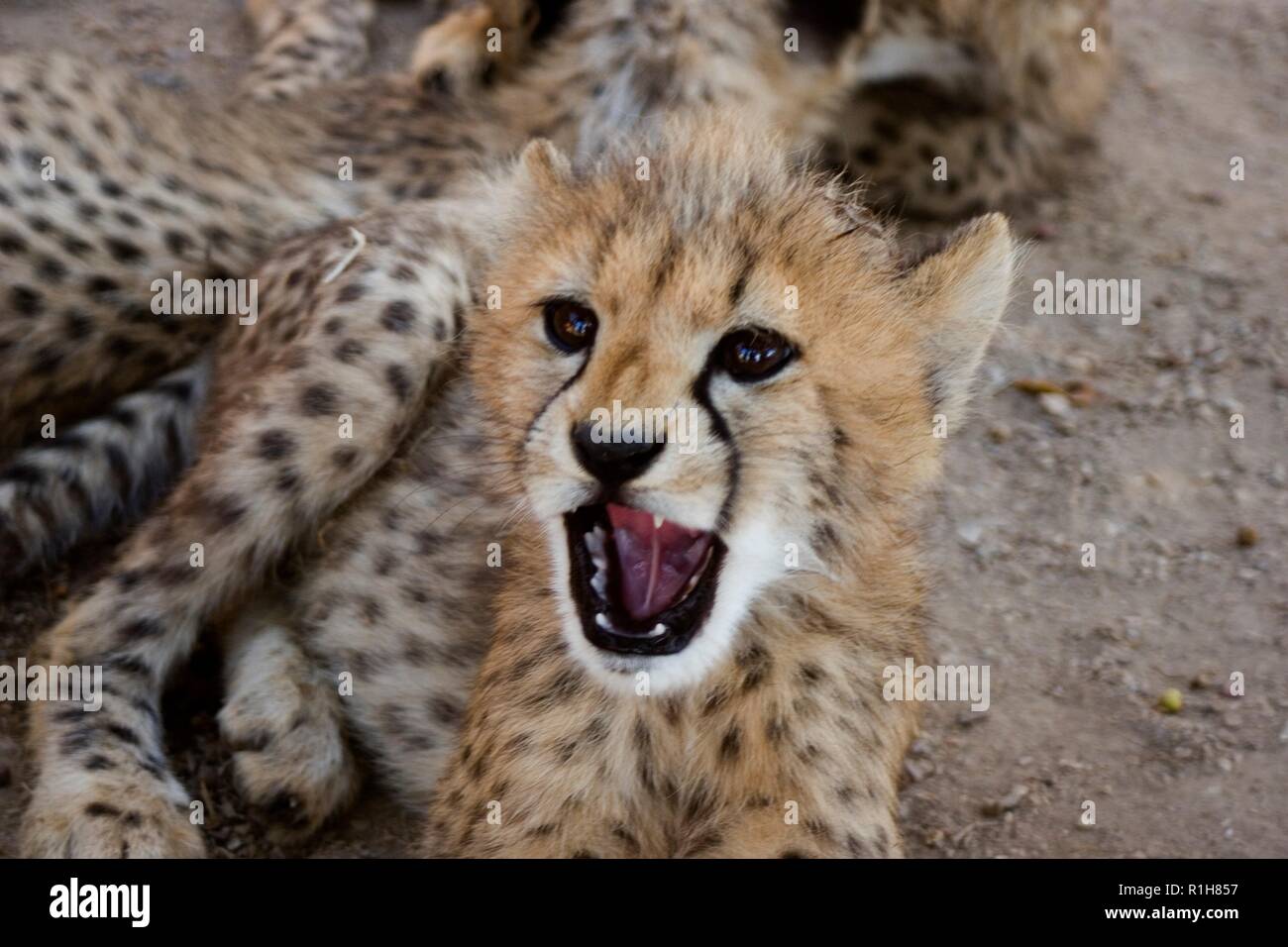 Cheetah Cubs, Acinonyx jubatus, Stockfoto