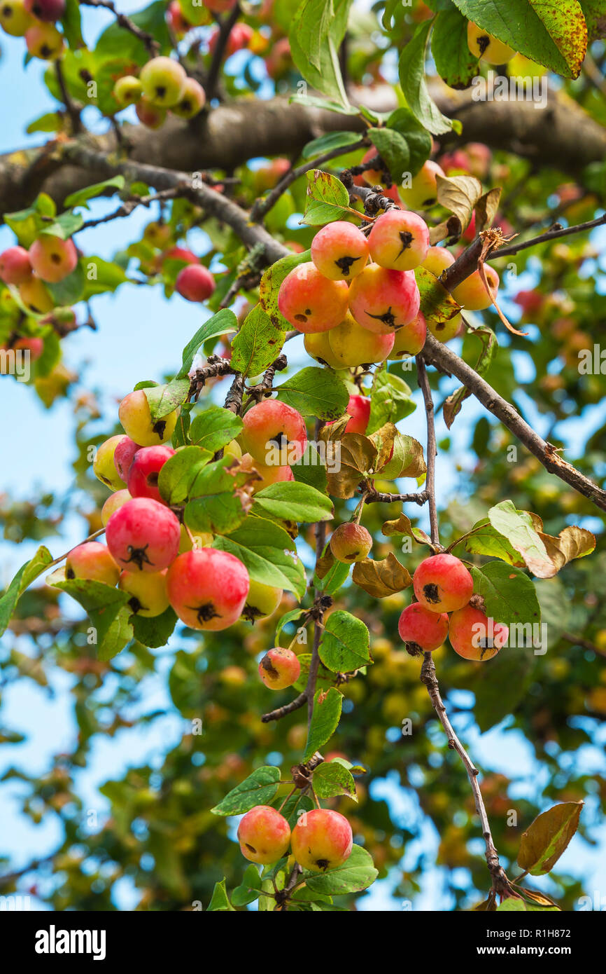 Europäische Wild Birne (Pyrus pyraster) am Baum, Bayern, Deutschland Stockfoto