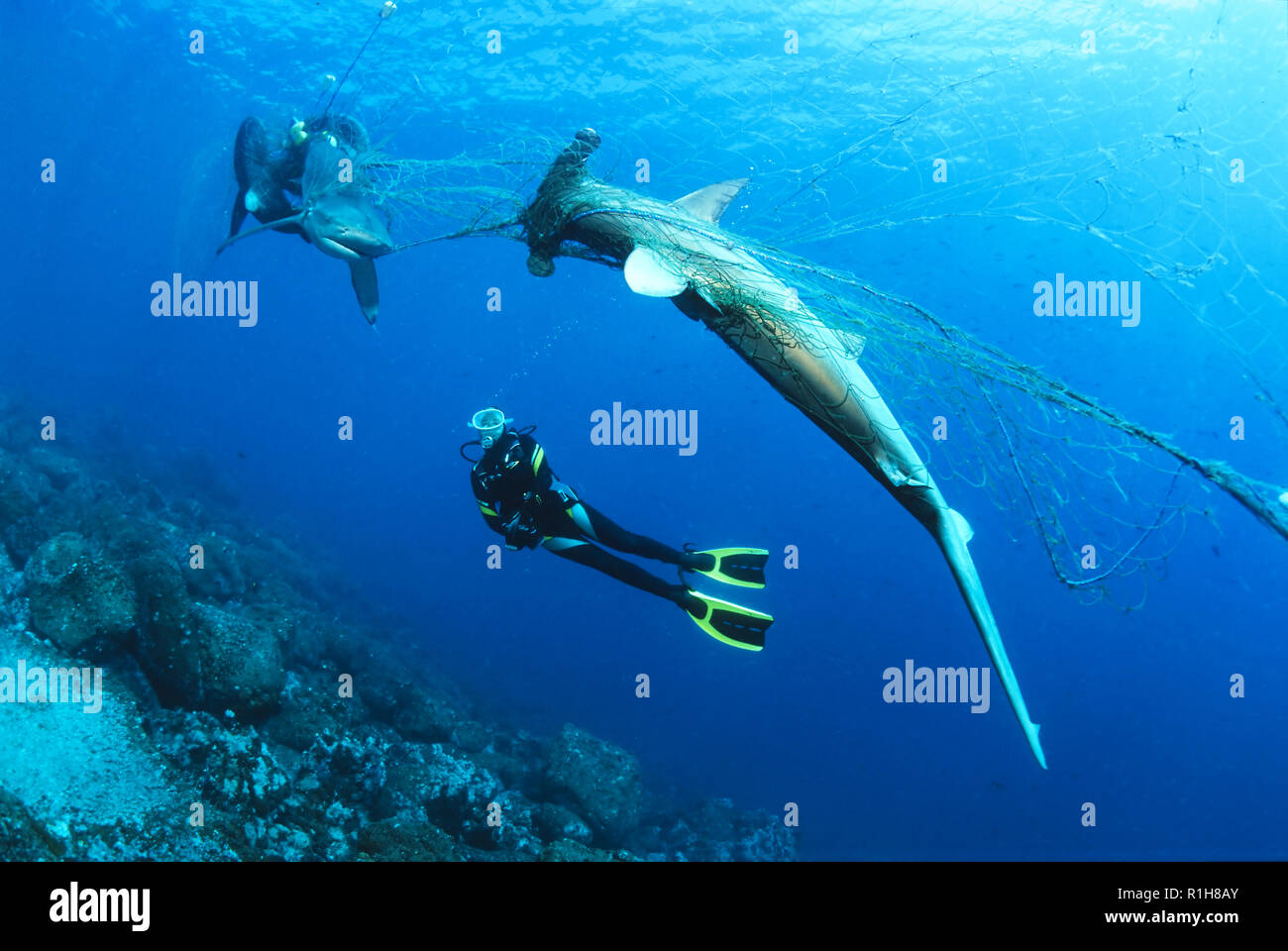 Diver vertritt die Toten Scalloped Hammerhai (Sphyrna lewini) und Galapagos shark (Carcharhinus galapagensis) in verwaiste Angeln Stockfoto