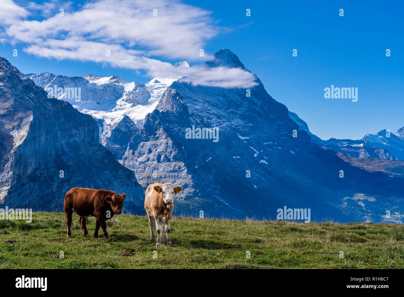 Kühe, Kälber auf der Großen Scheidegg, mit Blick auf die Eiger Nordwand, Berner Alpen, Schweiz Stockfoto